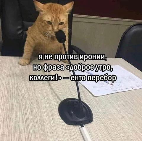 Кот говорит доброе утро коллеги