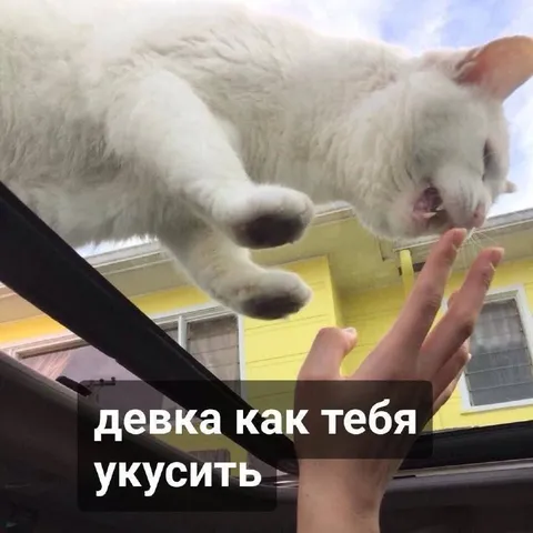 Кот кусает девушку