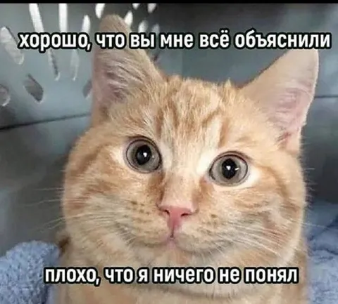 Кот ничего не понял