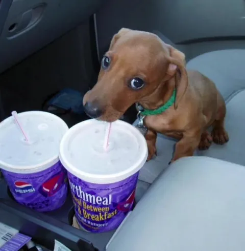 Puppy Drinks Oatmeal