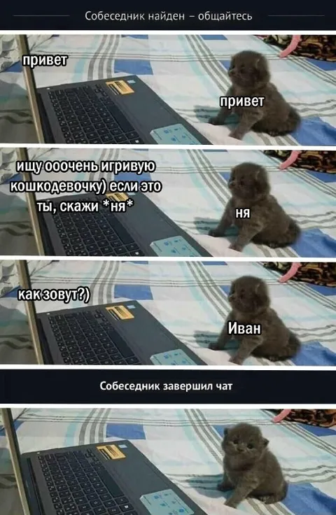 Кот назвался Иваном в чатрулете