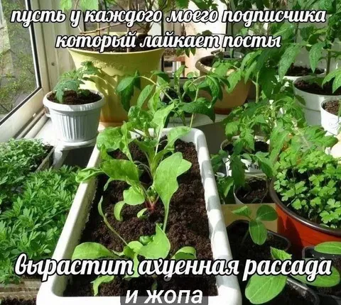 Ахуенная рассада для подписчиков