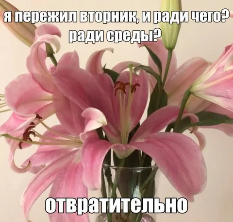 Пережил вторник ради среды