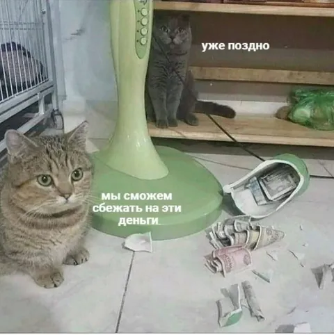 Коты и деньги на побег