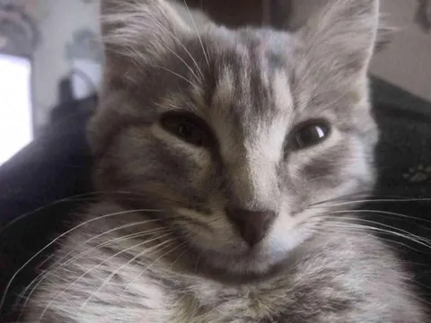 Уставший кот смотрит в камеру