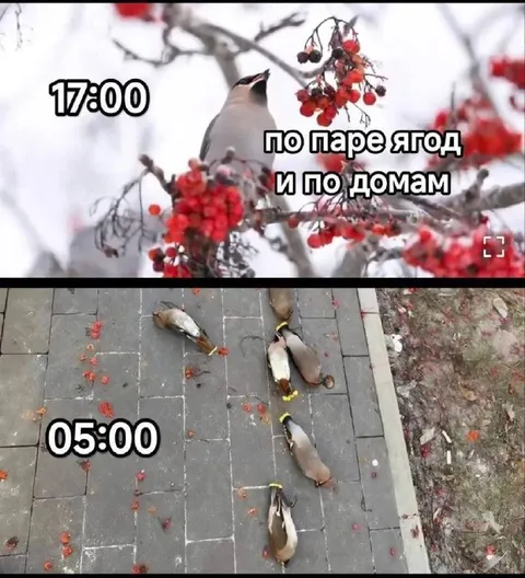 Птицы после рабочего дня
