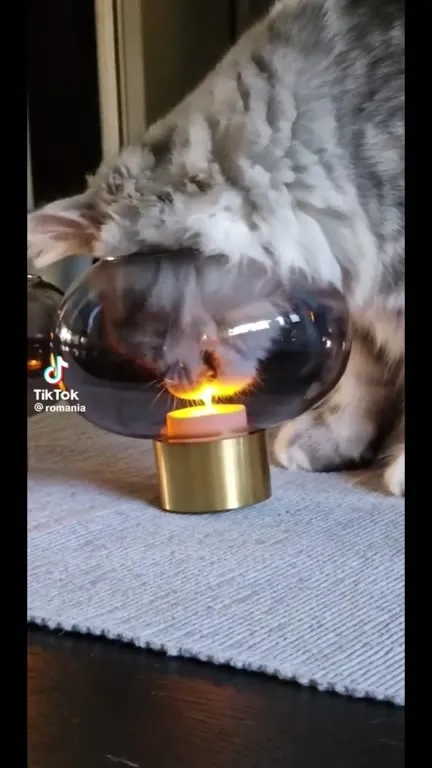 Кот пытается зажечь свечу