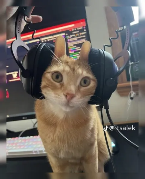 Кот в наушниках за работой
