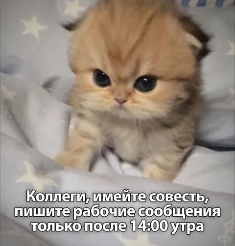 Кот требует писать после двух