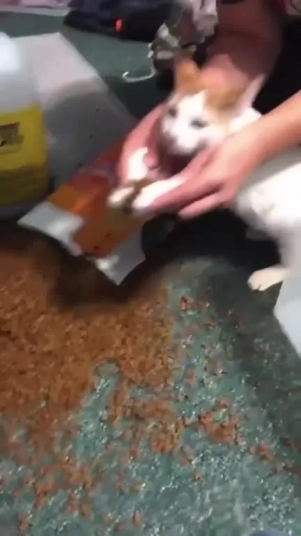 Котёнок танцует под петуха
