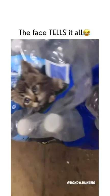 The Face Tells It All Kitten