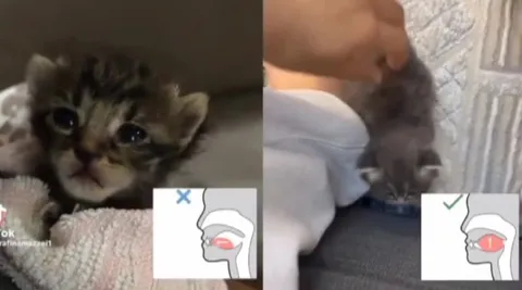 Котёнок учится правильно мяукать
