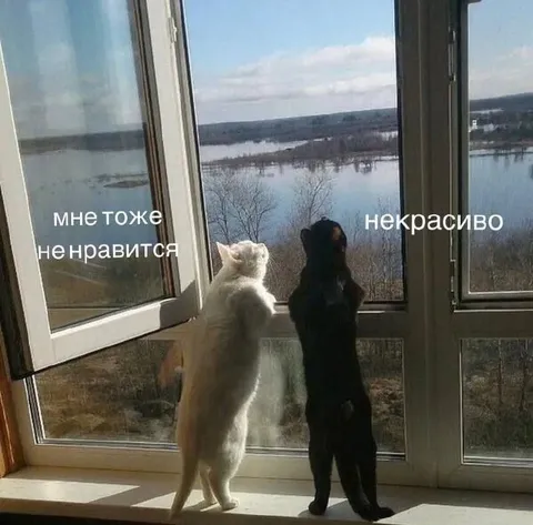 Коты смотрят на некрасивый пейзаж