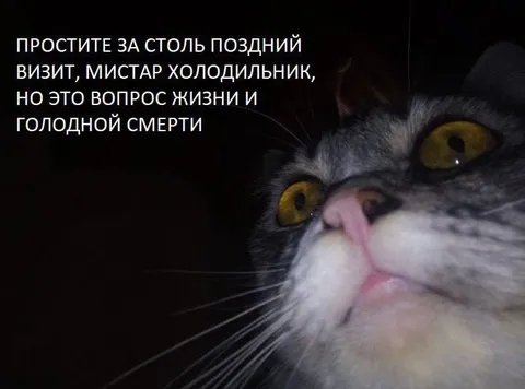 Голодный кот у холодильника