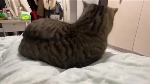Кот танцует на кровати