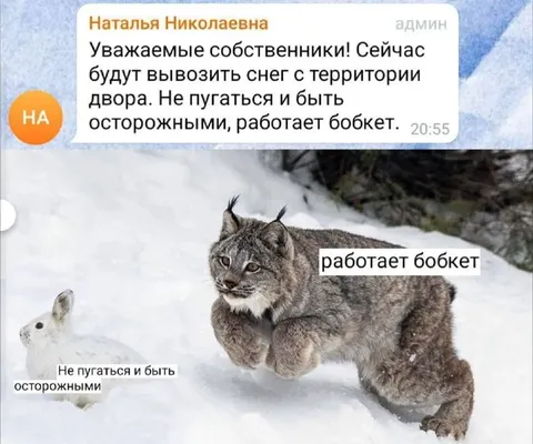 Бобкет вывозит снег