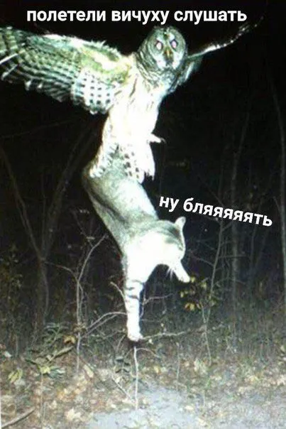 Полетели вичуху слушать