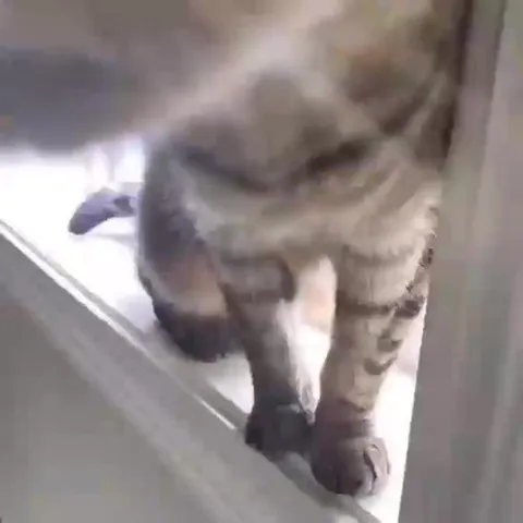Кот возвращается снова