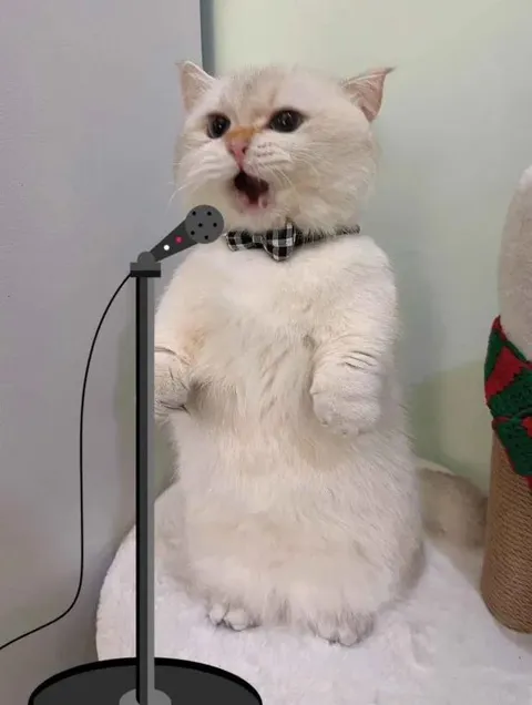 Кот поёт в микрофон