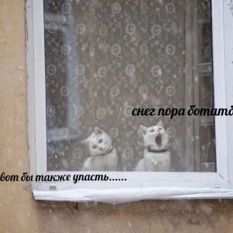 Снег пора ботать — вот бы также упасть