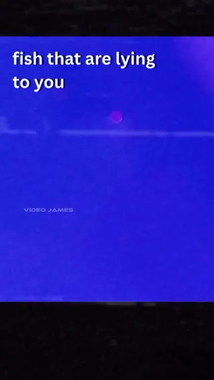Moon Jellyfish From Earth