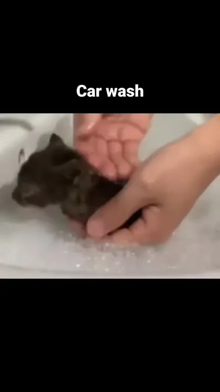 Kitten Car Wash