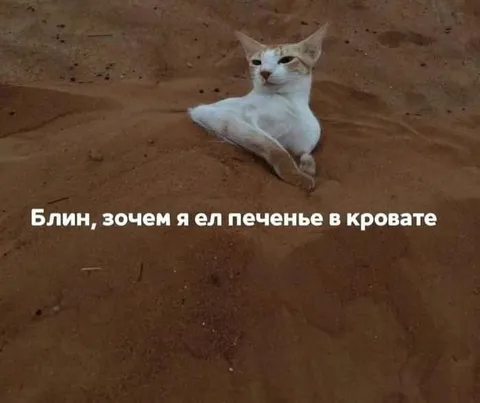 Кот в кровати из песка