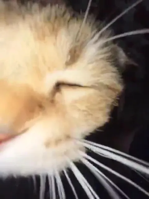 Котик лижет камеру