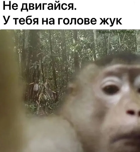Не двигайся, жук на голове