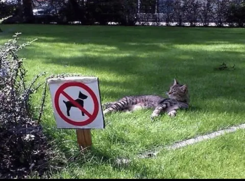 Кот нарушает запрет на собак