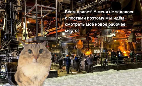 Кот осваивает новую работу