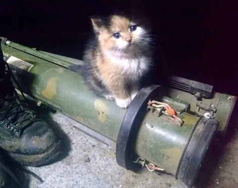 Котёнок на военной технике