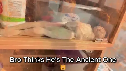 Cat Thinks It Is The Ancient One