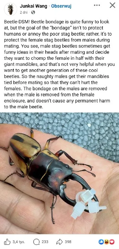 Stag Beetle Bondage Explained