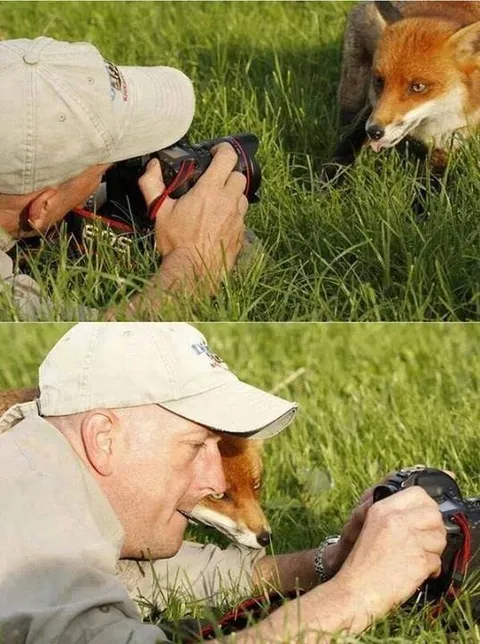 Лиса фотографирует фотографа