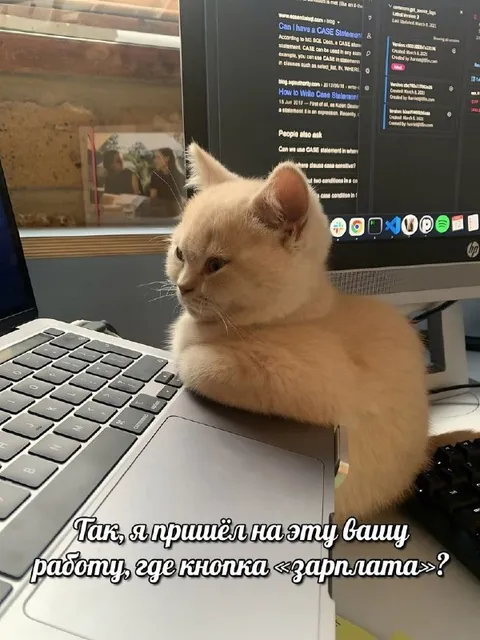 Кот пришёл за зарплатой