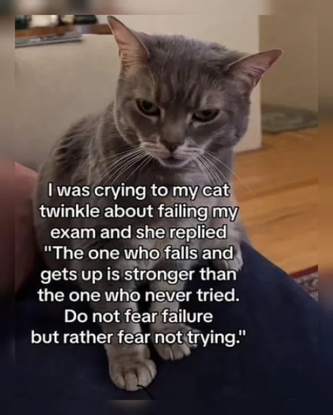 Cat Gives Motivational Advice