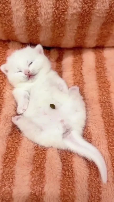 Котёнок и башня из корма