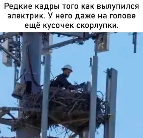 Электрик в гнезде на вышке