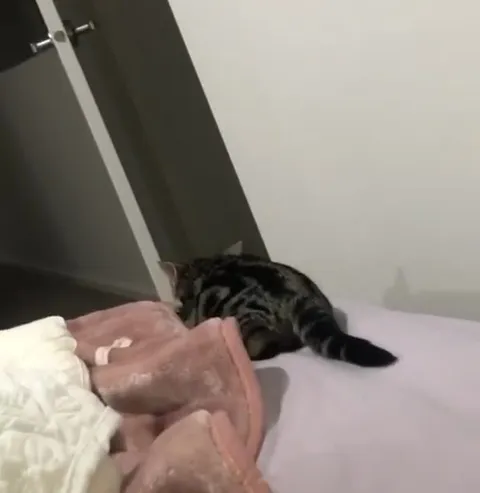 Кот исчезает под одеялом