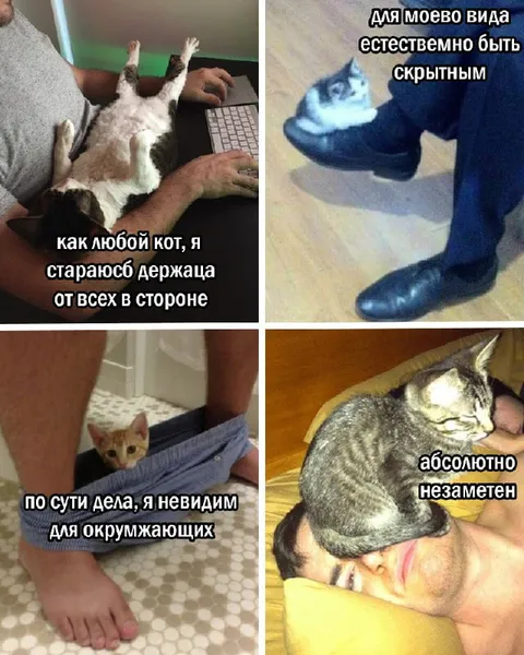 Кот пытается быть незаметным