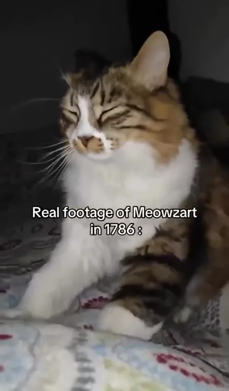Real Footage of Meowzart
