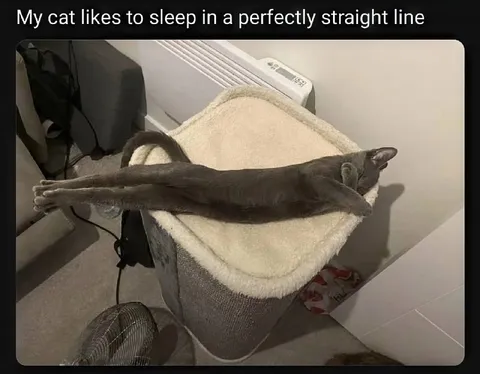 Cat Sleeps in a Straight Line
