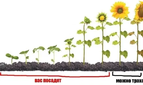 Вас посадят — можно трахать