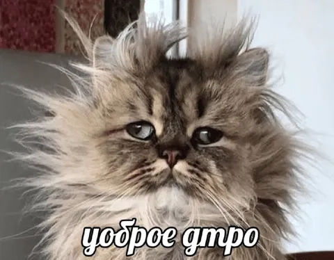 Суровый кот желает доброго утра