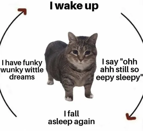 Sleepy Cat Morning Cycle