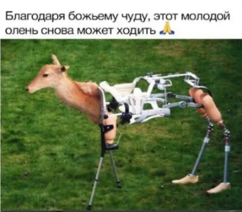 Олень снова может ходить