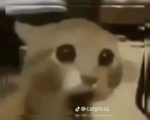 Белый кот пристально смотрит