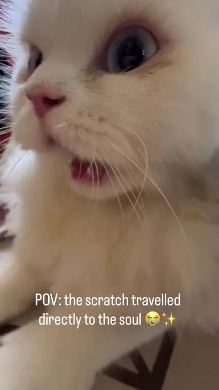 Scratch Travelled to the Soul