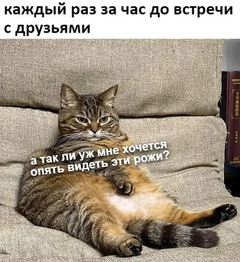 Кот перед встречей с друзьями